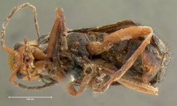 Media type: image;   Entomology 3417 Aspect: habitus ventral view